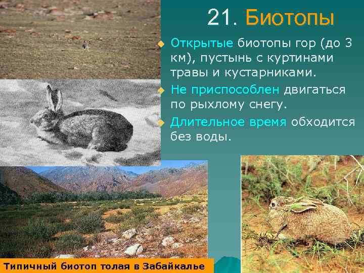 21. Биотопы u u u Открытые биотопы гор (до 3 км), пустынь с куртинами