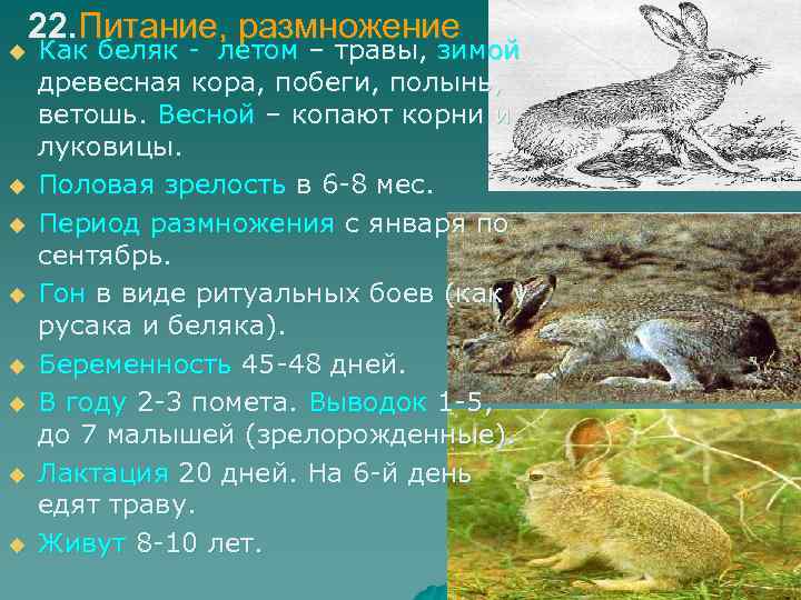 u u u u 22. Питание, размножение Как беляк - летом – травы, зимой