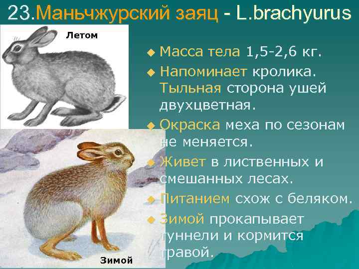 23. Маньчжурский заяц - L. brachyurus Летом Масса тела 1, 5 -2, 6 кг.