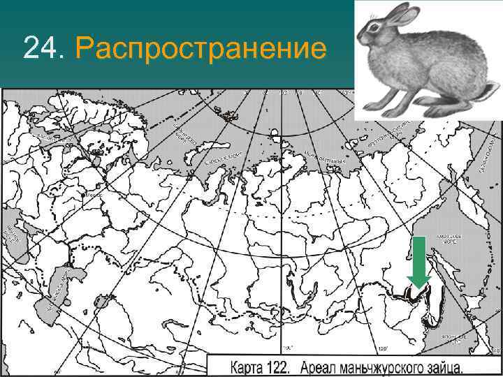 24. Распространение 