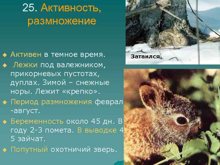 25. Активность, размножение u u u Активен в темное время. Лежки под валежником, прикорневых