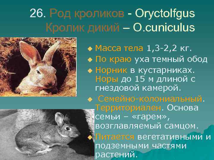 26. Род кроликов - Oryctolfgus Кролик дикий – O. cuniculus Масса тела 1, 3