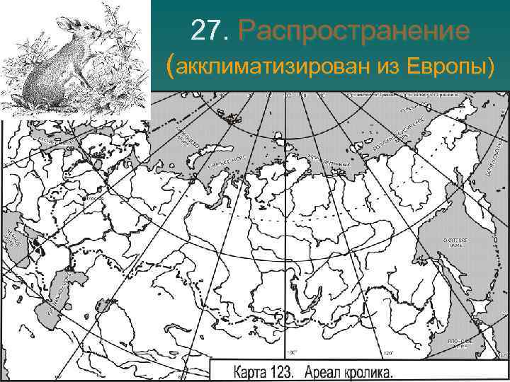 27. Распространение (акклиматизирован из Европы) 