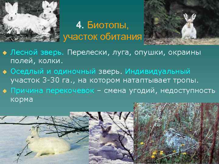 4. Биотопы, участок обитания u u u Лесной зверь. Перелески, луга, опушки, окраины полей,