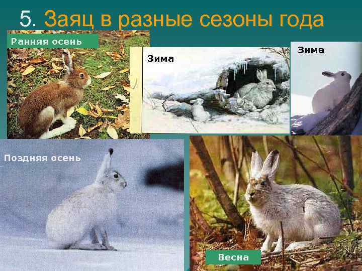 5. Заяц в разные сезоны года Ранняя осень Зима Поздняя осень Весна 