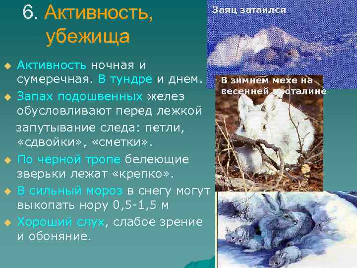 6. Активность, убежища u u u Активность ночная и сумеречная. В тундре и днем.