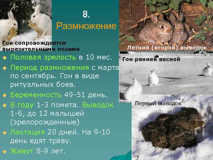 8. Размножение Гон сопровождается выразительными позами u u u Половая зрелость в 10 мес.