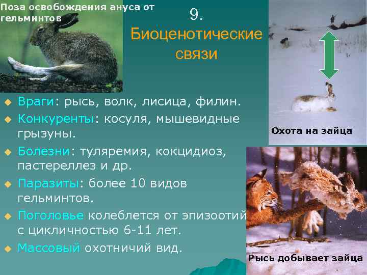Поза освобождения ануса от гельминтов 9. Биоценотические связи u u u Враги: рысь, волк,