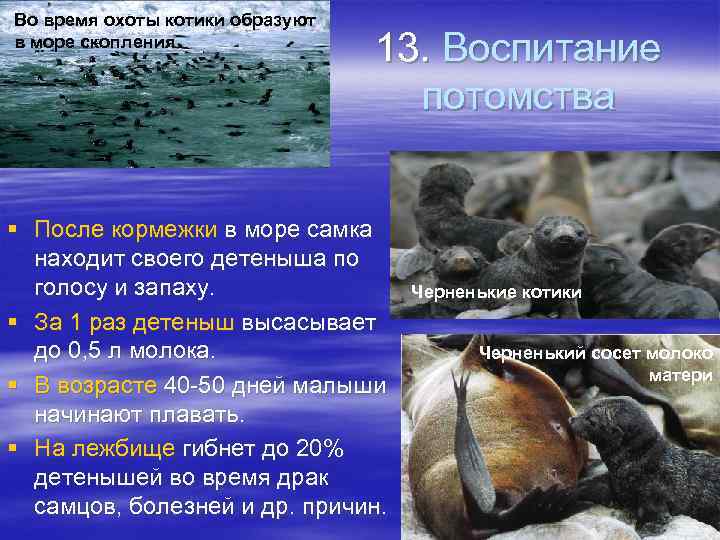 Во время охоты котики образуют в море скопления 13. Воспитание потомства § После кормежки