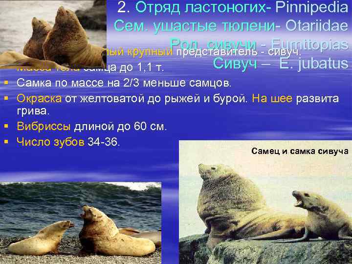 2. Отряд ластоногих- Pinnipedia Сем. ушастые тюлени- Otariidae Род. сивучи - Eumttopias В семействе