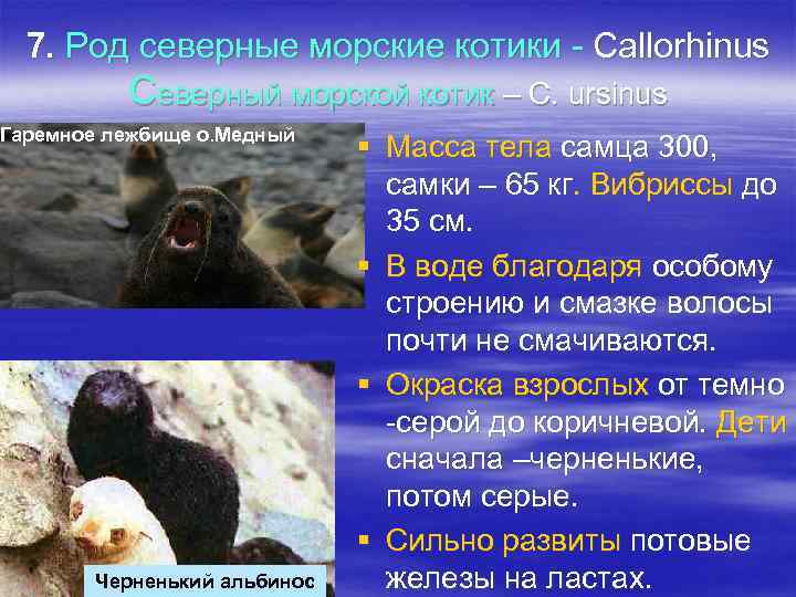 7. Род северные морские котики - Callorhinus Cеверный морской котик – C. ursinus Гаремное