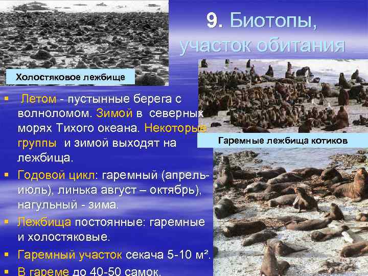 9. Биотопы, участок обитания Холостяковое лежбище § Летом - пустынные берега с волноломом. Зимой