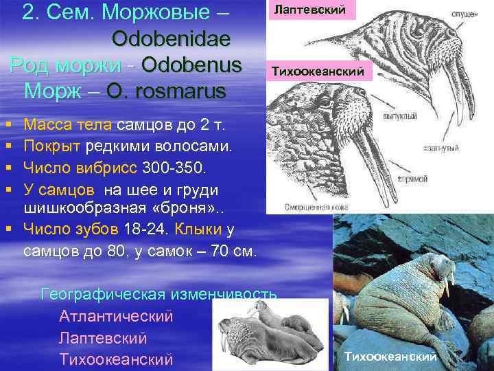 2. Сем. Моржовые – Odobenidae Род моржи - Odobenus Морж – O. rosmarus Лаптевский