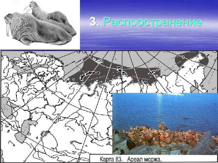 3. Распространение 