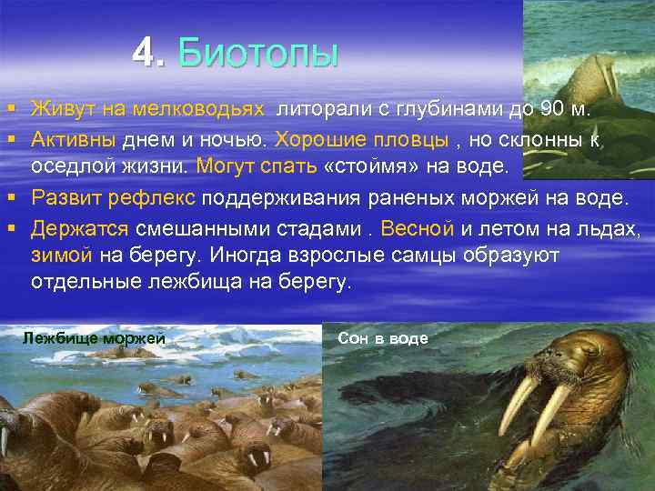 4. Биотопы § Живут на мелководьях литорали с глубинами до 90 м. § Активны