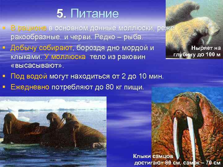 5. Питание § В рационе в основном донные моллюски, реже ракообразные. и черви. Редко