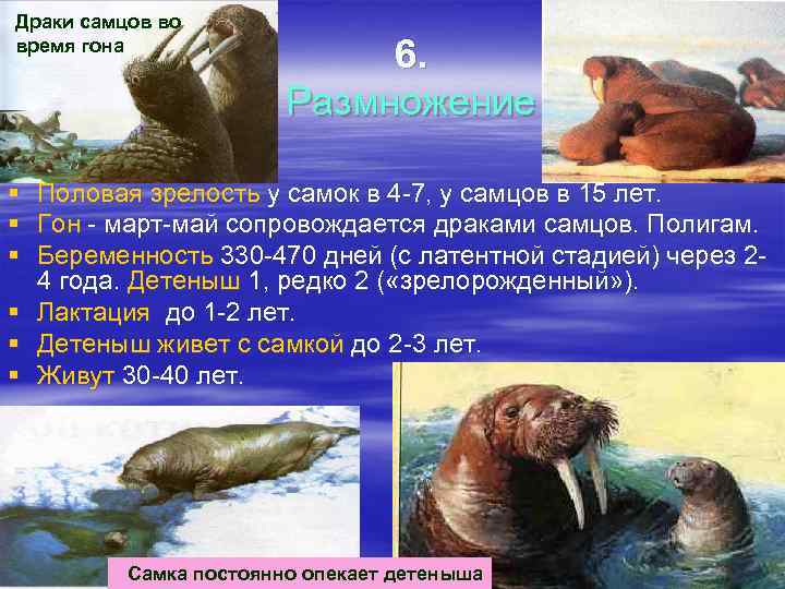 Драки самцов во время гона 6. Размножение § Половая зрелость у самок в 4