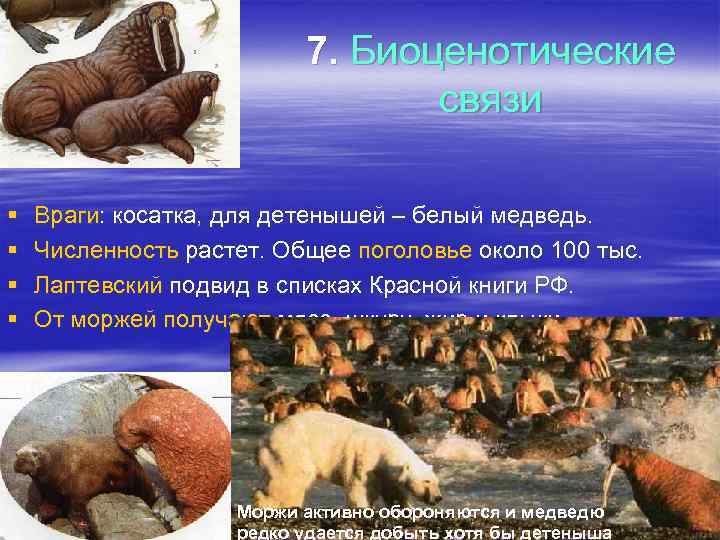 7. Биоценотические связи § § Враги: косатка, для детенышей – белый медведь. Численность растет.