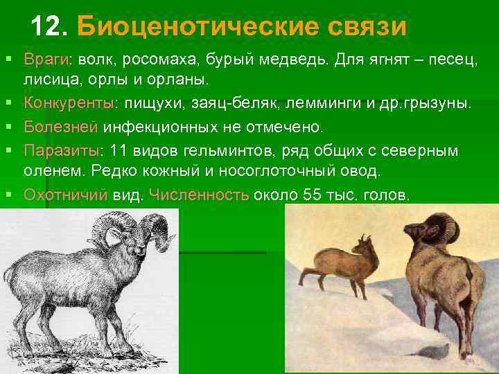 12. Биоценотические связи § Враги: волк, росомаха, бурый медведь. Для ягнят – песец, лисица,