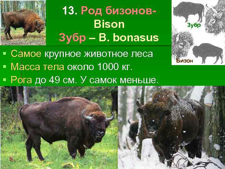 13. Род бизонов. Bison Зубр – B. bonasus § § § Самое крупное животное