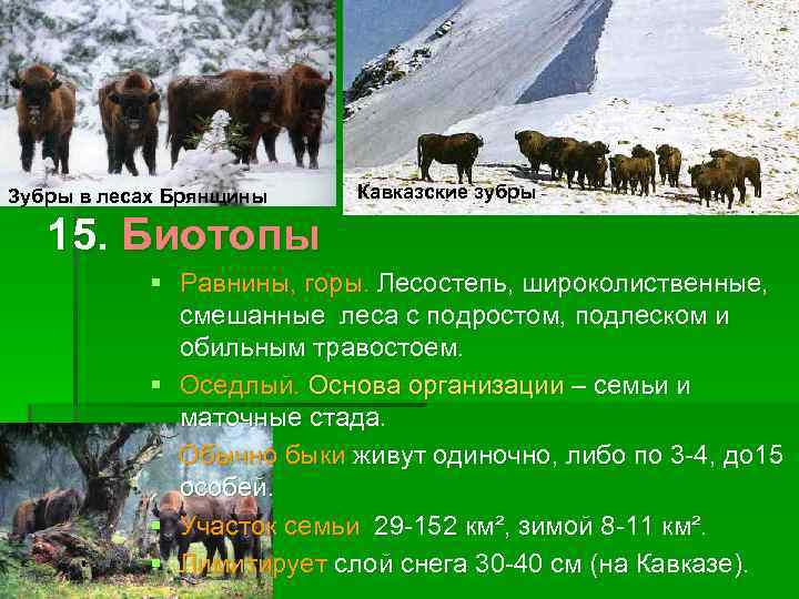 Зубры в лесах Брянщины Кавказские зубры 15. Биотопы § Равнины, горы. Лесостепь, широколиственные, смешанные