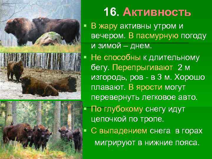 16. Активность § В жару активны утром и вечером. В пасмурную погоду и зимой