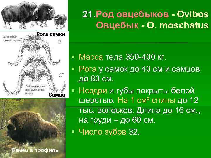 21. Род овцебыков - Ovibos Овцебык - O. moschatus Рога самки Самца Самец в