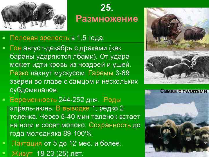 25. Размножение § Половая зрелость в 1, 5 года. § Гон август-декабрь с драками