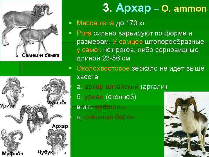 3. Архар – O. ammon Уриал § Масса тела до 170 кг. § Рога