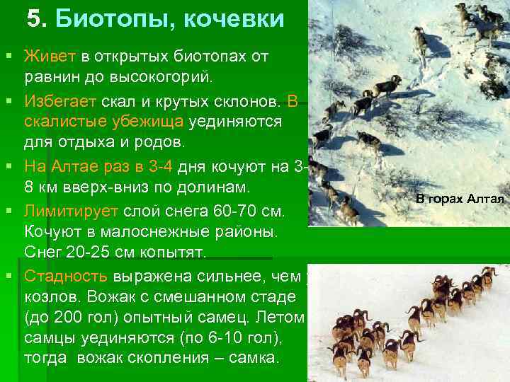 5. Биотопы, кочевки § Живет в открытых биотопах от равнин до высокогорий. § Избегает