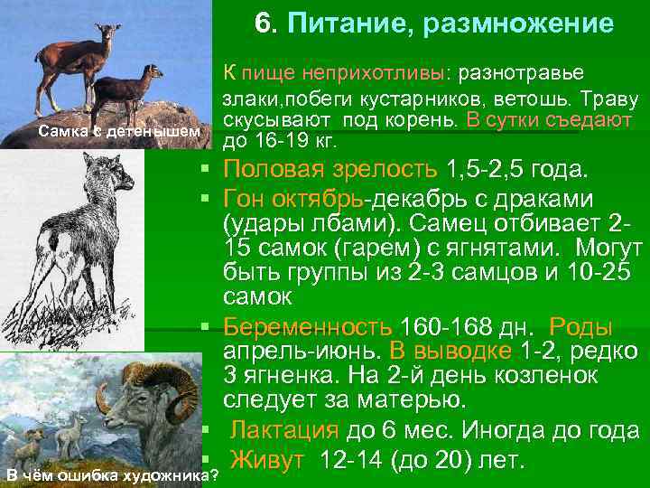 6. Питание, размножение § К пище неприхотливы: разнотравье злаки, побеги кустарников, ветошь. Траву скусывают