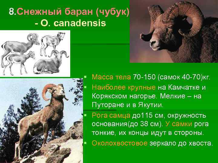 8. Снежный баран (чубук) - О. canadensis § Масса тела 70 -150 (самок 40