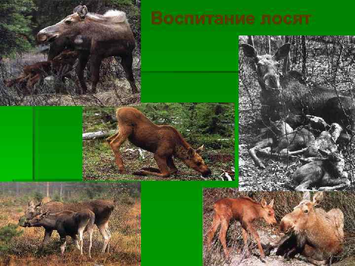 Воспитание лосят 