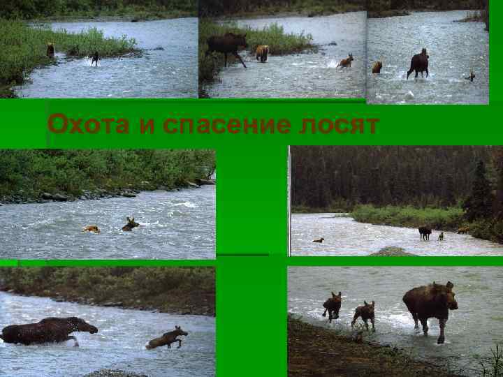 Охота и спасение лосят 