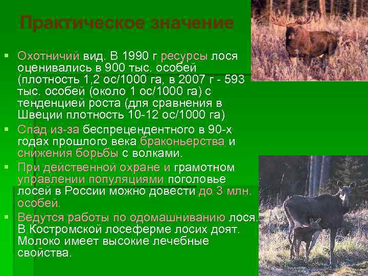 Практическое значение § Охотничий вид. В 1990 г ресурсы лося оценивались в 900 тыс.