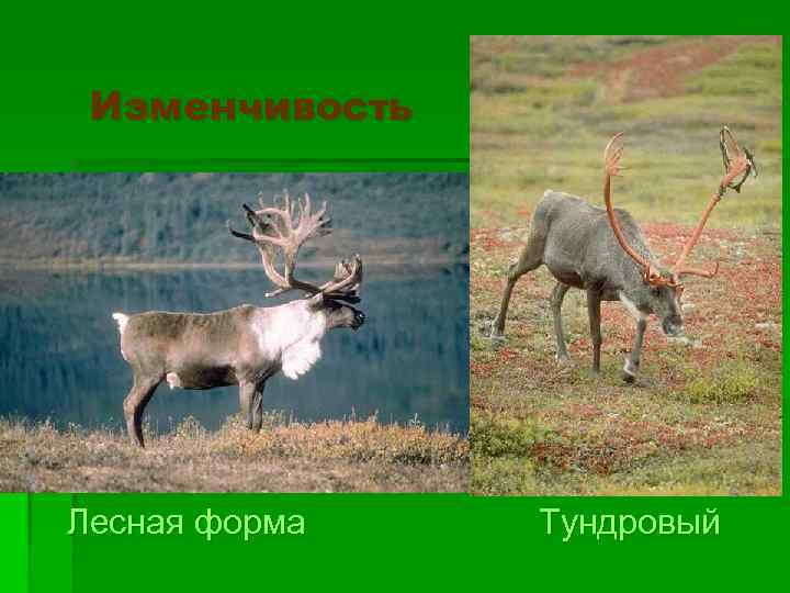 Изменчивость Лесная форма Тундровый 