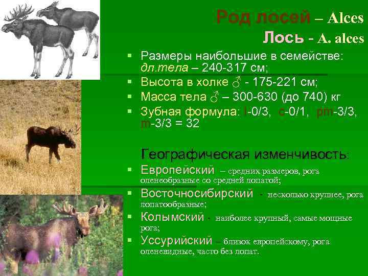 Род лосей – Alces Лось - A. alces § Размеры наибольшие в семействе: дл.