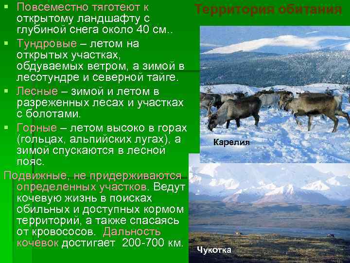 § Повсеместно тяготеют к Территория обитания открытому ландшафту с глубиной снега около 40 см.