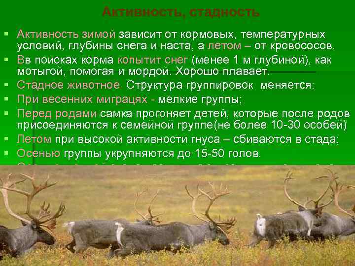Активность, стадность § Активность зимой зависит от кормовых, температурных условий, глубины снега и наста,