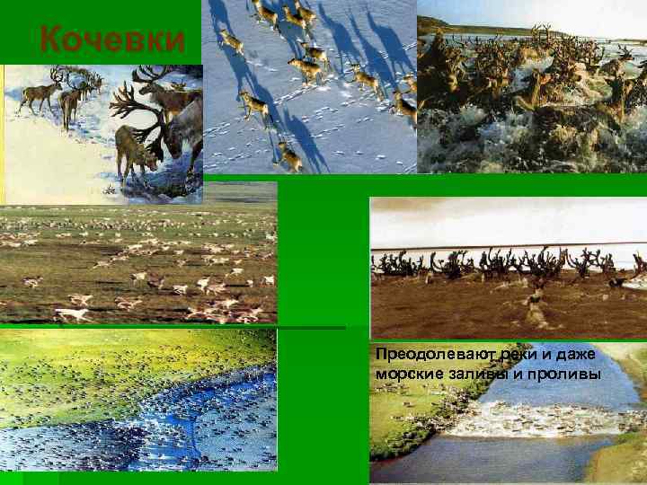 Кочевки Преодолевают реки и даже морские заливы и проливы 