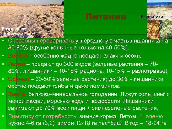 Питание Ягельники Разрывают копытами снег § Способны переваривать углеродистую часть лишайника на 80 -90%