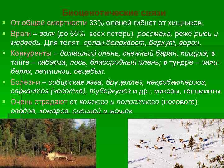 Биоценотические связи § От общей смертности 33% оленей гибнет от хищников. § Враги –