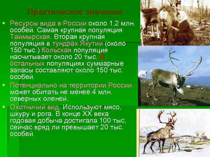 Практическое значение § Ресурсы вида в России около 1, 2 млн. особей. Самая крупная