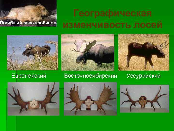Погибший лось альбинос Европейский Географическая изменчивость лосей Восточносибирский Уссурийский 