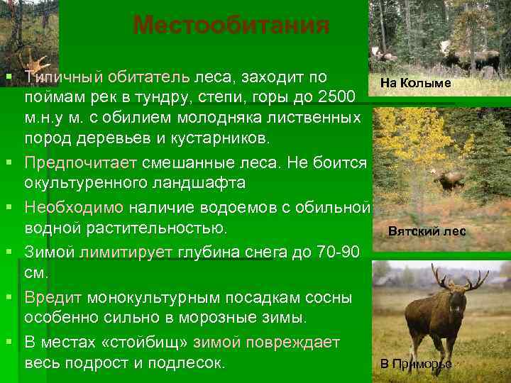 Местообитания § Типичный обитатель леса, заходит по поймам рек в тундру, степи, горы до