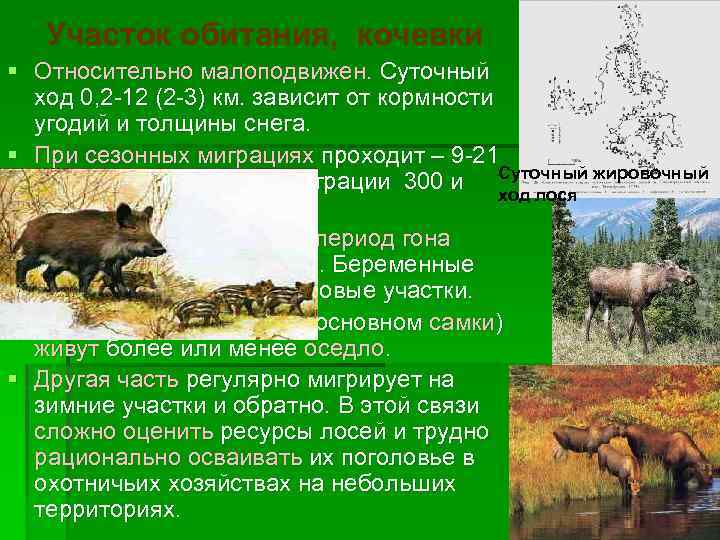 Участок обитания, кочевки § Относительно малоподвижен. Суточный ход 0, 2 -12 (2 -3) км.