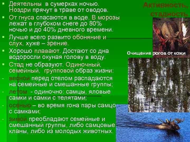 § Деятельны в сумерках ночью. Ноздри прячут в траве от оводов. § От гнуса