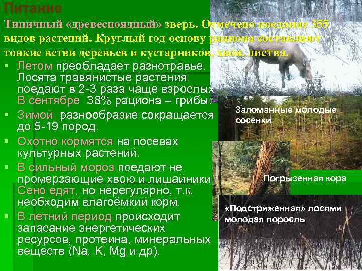 Питание Типичный «древесноядный» зверь. Отмечено поедание 355 видов растений. Круглый год основу рациона составляют