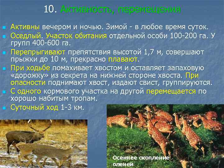 10. Активность, перемещения n n n Активны вечером и ночью. Зимой - в любое