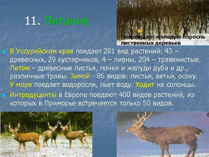 11. Питание Повреждает молодую поросль лиственных деревьев n n В Уссурийском крае поедает 281